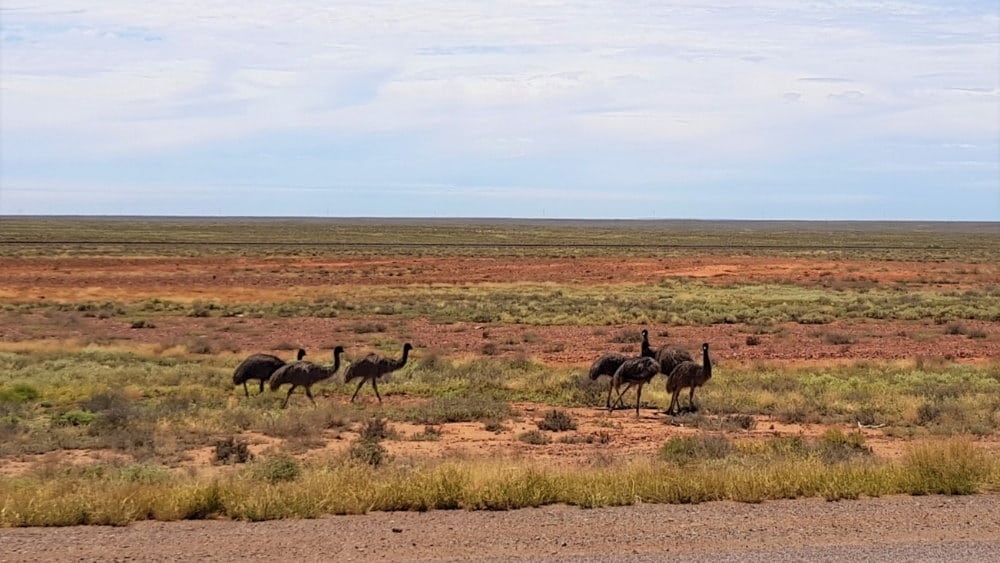 Emu in the outback