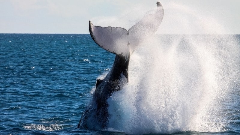 Visit Hervey Bay to see the whales during your Brisbane to Cairns road trip