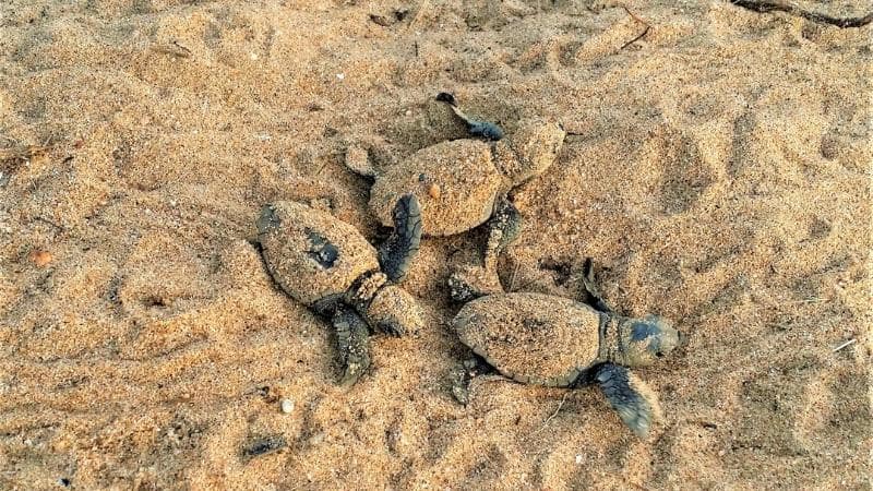 Turtles hatching on the beach at Mon Repos