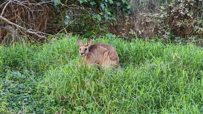 Plenty of kangaroo's on the walking trails at Bargara