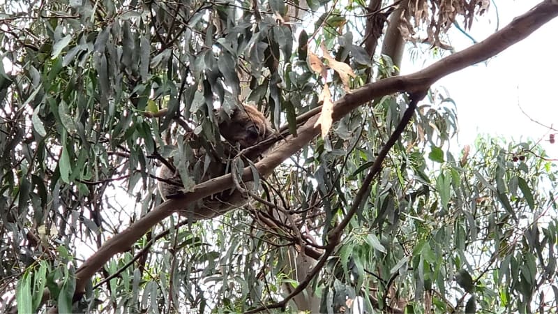 Koala at the Kennett River Koala Walk