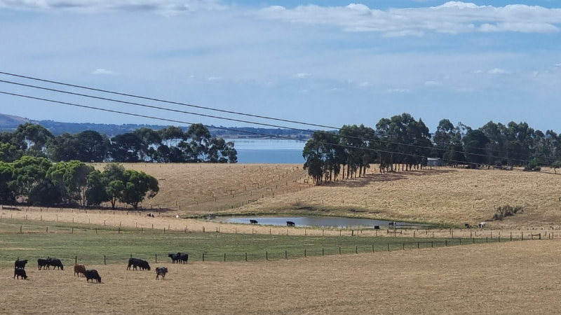 Cows grazing near Lake Colac