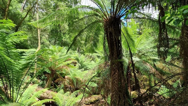 Maits Rest Rainforest Reserve